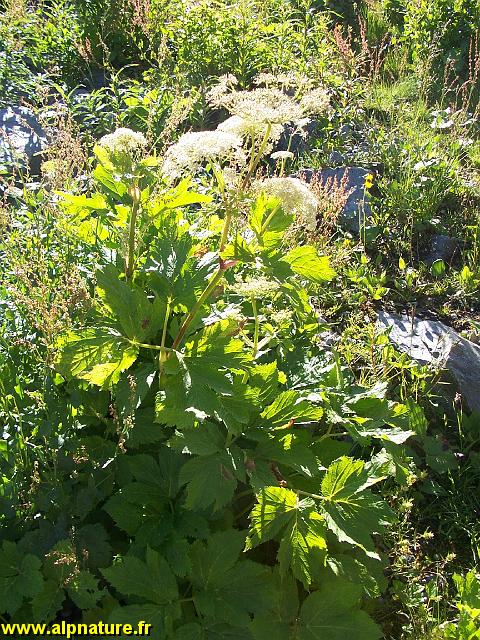 9273_imperatoire_(Peucedanum ostruthium)_Benjo.JPG